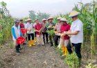 Kapolsek-Porong-dan-Warga-Gelar-Panen-Raya-Jagung-di-Pekarangan-Bergizi-Lapas-Kelas-I-Surabaya