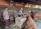 Bhabinkamtibmas-Desa-Simoketawang-Bersama-Warga-Manfaatkan-Lahan-Kosong-untuk-Peternakan-Sapi