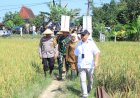 Dukung-Ketahanan-Pangan-Kapolda-Jatim-Bersama-Forkopimda-Panen-Raya-Padi-di-Ngawi