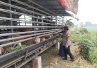Bhabinkamtibmas-Sidomojo-Ajak-Warga-Maksimalkan-Perawatan-Ternak-Kambing-Demi-Dukung-Ketahanan-Pangan