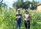 Polsek-Balongbendo-Dampingi-Warga-Kelola-Tanaman-Jagung
