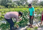 Bhabinkamtibmas-Desa-Sambibulu-Tinjau-Lahan-Hortikultura-Warga-Dukung-Ketahanan-Pangan