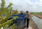 Bhabinkamtibmas-Desa-Jumputrejo-Tinjau-Program-Ketahanan-Pangan-Budidaya-Ikan-Nila