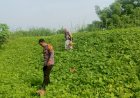 Warga-Wonokupang-Balongbendo-Sulap-Lahan-Tidur-Jadi-Kebun-Sayur-Bergizi,-Dapat-Apresiasi-dari-Bhabinkamtibmas