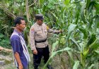 Implementasi-Ketahanan-Pangan,-Tanaman-Jagung-di-Desa-Bakung-Temenggungan-Siap-Panen