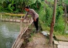 Bhabinkamtibmas-Berharap-Budidaya-Ikan-Lele-Turut-Dukung-Ketahanan-Pangan-Nasional