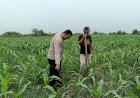 Kapolsek-Tarik-Gerakkan-Polisi-Cinta-Petani-untuk-Cegah-Gagal-Panen-Jagung