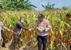 Kapolsek-Prambon-Tinjau-Lahan-Jagung-Siap-Panen