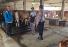 Program-P2B-Sapi-di-Karangtanjung-Kuatkan-Swasembada