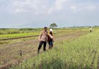 Polsek-Krembung-Optimalkan-Ketahanan-Pangan-Lewat-Pendampingan-Budidaya-Bawang