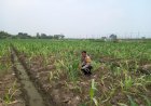 Polisi-dan-Petani-Kompak-Rawat-Jagung-Hibrida,-Dukung-Ketahanan-Pangan-di-Desa-Wonomlati