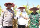 Kabupaten-Sidoarjo-Dukung-Swasembada-Pangan,-Panen-Raya-Jagung-Kuartal-III-di-Balongbendo