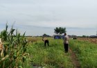 Persiapan-Masa-Panen,-Polsek-Tanggulangin-Cek-Lahan-Jagung-Desa-Kedensari