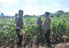 Polsek-Taman-Patroli-Lahan-Jagung,-Perkuat-Sinergi-dengan-Kelompok-Tani-Dukung-Ketahanan-Pangan