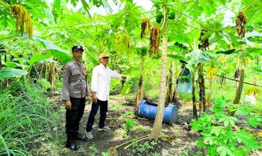 Personel-Polsek-Taman-Tinjau-Pekarangan-Pohon-Pisang-dan-Pepaya-Dukung-Ketahanan-Pangan