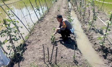 Bhabinkamtibmas-Gemurung-Tinjau-Lahan-Ketahanan-Pangan-Pertanian-Terong