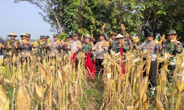 Panen-Jagung-di-Desa-Lemujut-Krembung-Dukung-Program-Ketahanan-Pangan