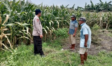 Polsek-Balongbendo-Tinjau-Kesiapan-Panen-Jagung,-Dukung-Ketahanan-Pangan