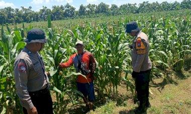 Dukung-Ketahanan-Pangan,-Polsek-Balongbendo-bersama-Petani-Optimalkan-Tanaman-Jagung