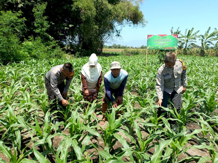 Polsek Balongbendo Dukung Program Ketahanan Pangan Lewat Pekarangan Bergizi