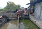 Warga-Wonocolo-Taman-Manfaatkan-Lahan-Kosong-Rumah-untuk-Budidaya-Lele