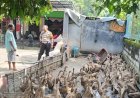 Kapolsek-Tarik-Instruksikan-Patroli-Desa-Sambil-Cek-Program-Ketahanan-Pangan
