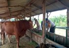 Pemeriksaan-Kesehatan-Hewan-Ternak-di-Desa-Kenongo,-Wujud-Dukungan-Terhadap-Ketahanan-Pangan-Nasional