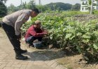 Bhabinkamtibmas-Sedati-Gede-Jalin-Silaturahmi,-Sambil-Edukasi-Pertanian-Sayur-untuk-Ketahanan-Pangan