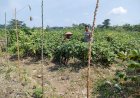 Kapolsek-Tanggulangin-Dukung-Ketahanan-Pangan-Nasional-Lewat-Optimalisasi-Peran-Bhabinkamtibmas