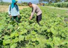 Polsek-Porong-Masifkan-Edukasi-Ketahanan-Pangan-lewat-Program-P2B-di-Desa-Pamotan