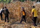 Polsek-Balongbendo-Gelar-Pembersihan-Lahan-untuk-Penanaman-Jagung-Serentak-Dukung-Ketahanan-Pangan