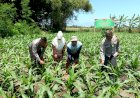 Polsek-Balongbendo-Dukung-Program-Ketahanan-Pangan-Lewat-Pekarangan-Bergizi