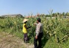 Bhabinkamtibmas-Sidoarjo-Kota-Pantau-Jagung-Lebo