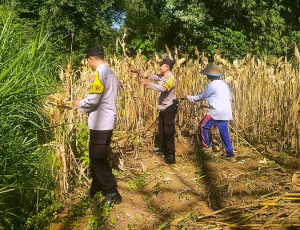 Panen Jagung Polresta Malang Kota Perkuat Ketahanan Pangan Bersama Petani Kedungkandang