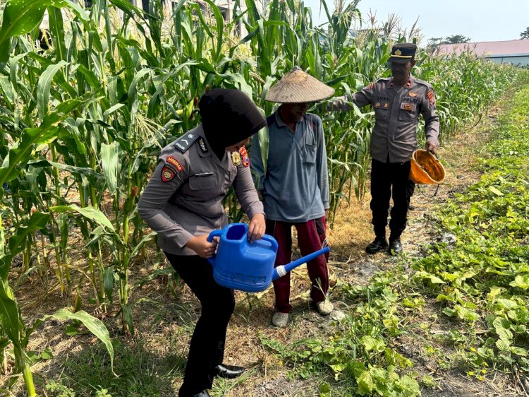 Polsek Sedati Dorong Ketahanan Pangan, Cek Lahan Jagung di Desa Betro